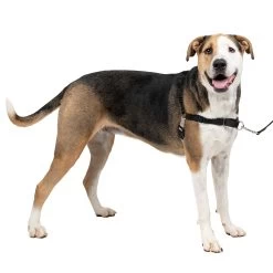 PetSafe® Easy Walk Dog Harness
