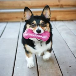 KONG® Crackle Squeezz® Bone Dog Toy - Squeaker (COLOR VARIES) 7 KONG® Crackle Squeezz® Bone Dog Toy - Squeaker (COLOR VARIES) -Pet Essentials Shop 5225557 alt3