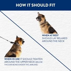Top Paw® Buckle Prong Training Dog Collar -Pet Essentials Shop 5285730 alt3