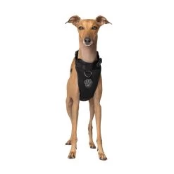 Canada Pooch Dog Harness - Black