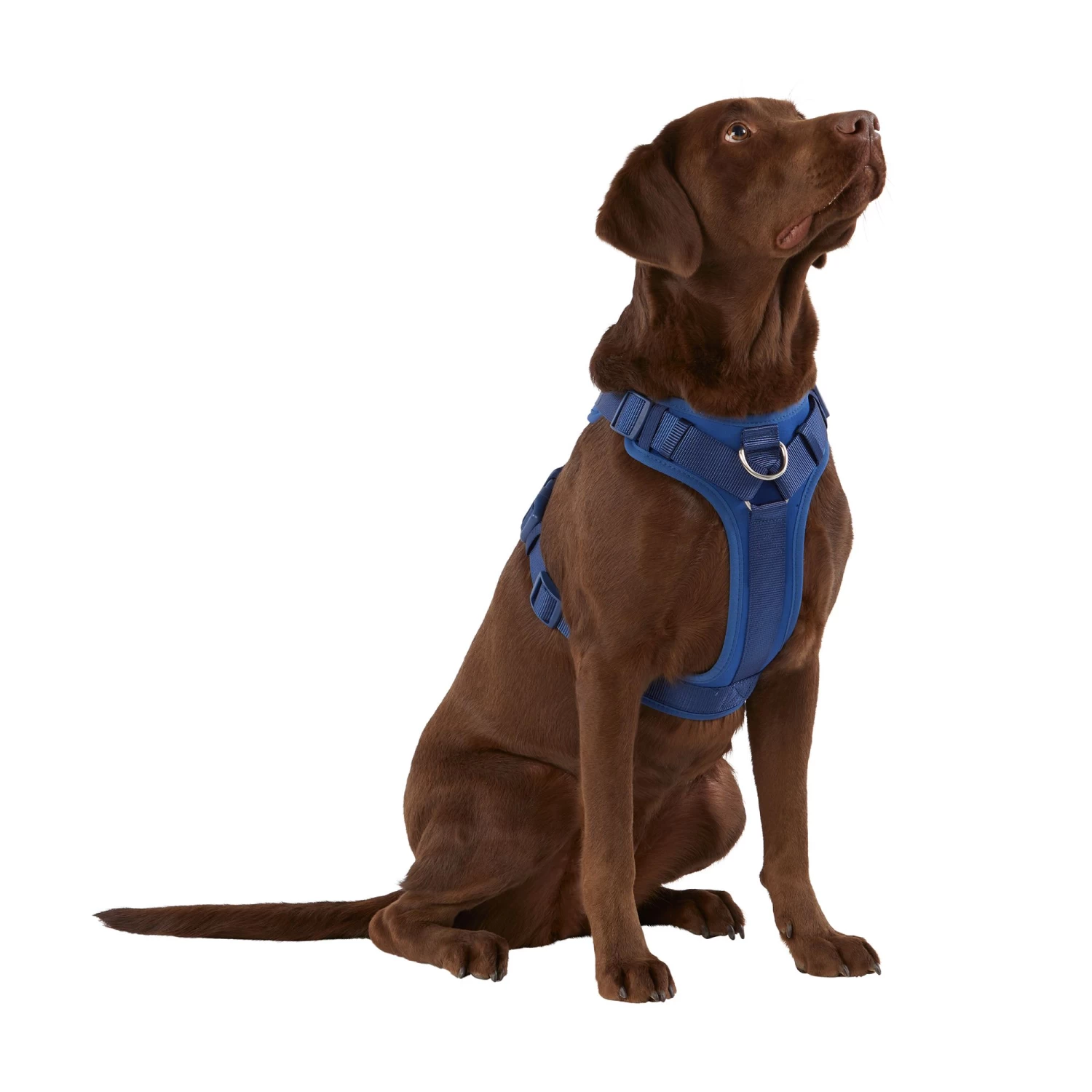 Top Paw® Neoprene Comfort Dog Harness 1 Top Paw® Neoprene Comfort Dog Harness