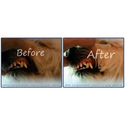 Bluestem Oral Care Water Additive - Chicken -Pet Essentials Shop 5320059 alt3