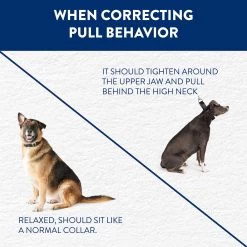 Top Paw® Non-Slip Martingale Dog Collar -Pet Essentials Shop 5335398 alt4