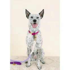 Pink Papyrus Nina Purple Ombre Rope Dog Leash: 4-ft Long -Pet Essentials Shop 5336738 alt3