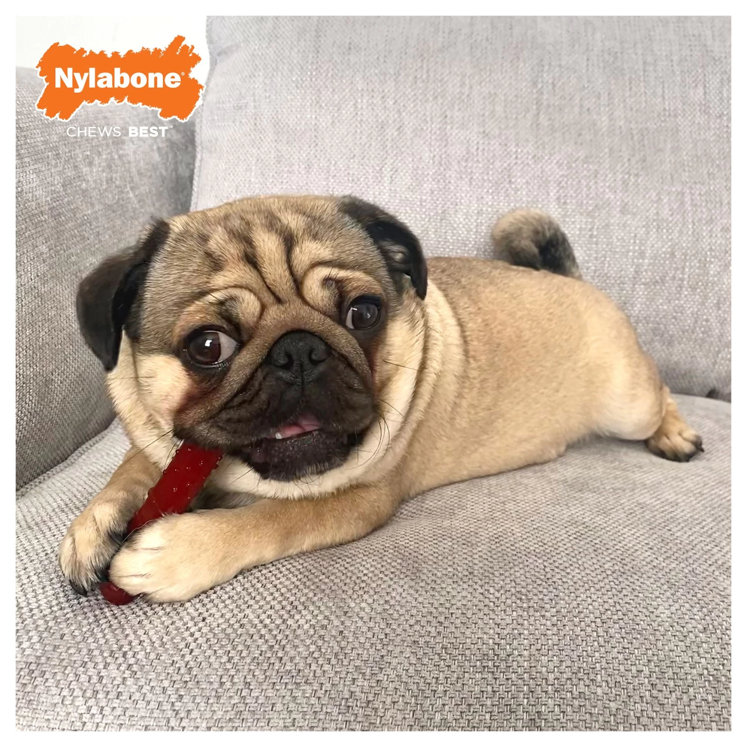 Nylabone® Power Chew Basted Blast Dog Toy - 2 Pack, Bacon & Steak Flavor 4 Nylabone® Power Chew Basted Blast Dog Toy - 2 Pack, Bacon & Steak Flavor - Image 4