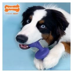 Nylabone® Power Chew Rolling Dog Toy - Bacon Flavor -Pet Essentials Shop 5337815 alt3