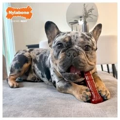 Nylabone® Power Chew Basted Blast Dog Toy - Bacon & Steak Flavor 11 Nylabone® Power Chew Basted Blast Dog Toy - Bacon & Steak Flavor -Pet Essentials Shop 5337826 alt3