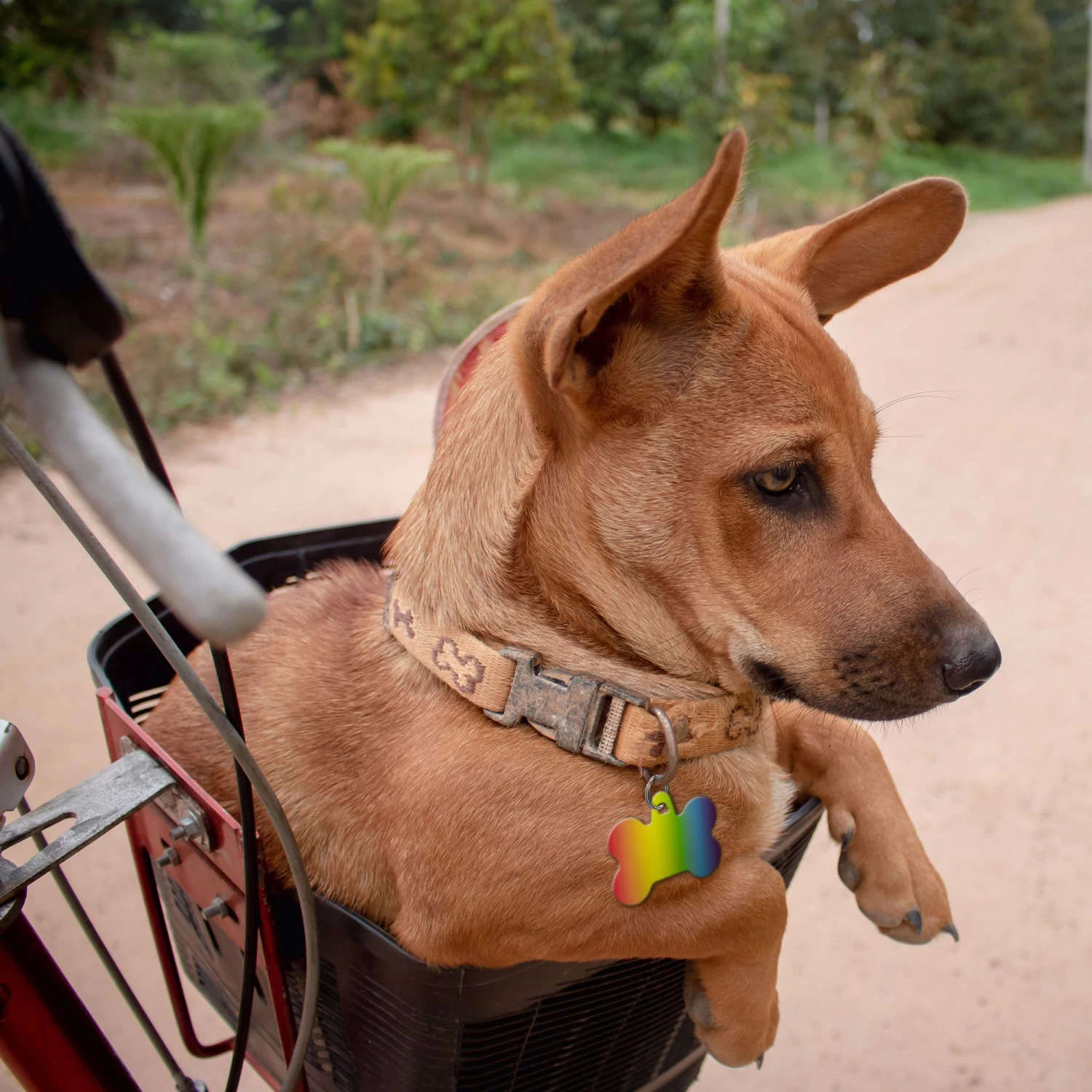 TagWorks® Rainbow Fade Large Bone Personalized Pet ID Tag 3 TagWorks® Rainbow Fade Large Bone Personalized Pet ID Tag - Image 3