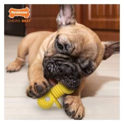 Nylabone® Puppy Chew Rubber Teether Dog Toy - Vanilla Flavor -Pet Essentials Shop 5338095 alt4