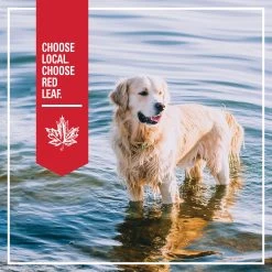 Red Leaf Grain Free Dry Dog Food - Ocean Fish, Omega Fatty Acids 11 Red Leaf Grain Free Dry Dog Food - Ocean Fish, Omega Fatty Acids -Pet Essentials Shop 5338464 alt5