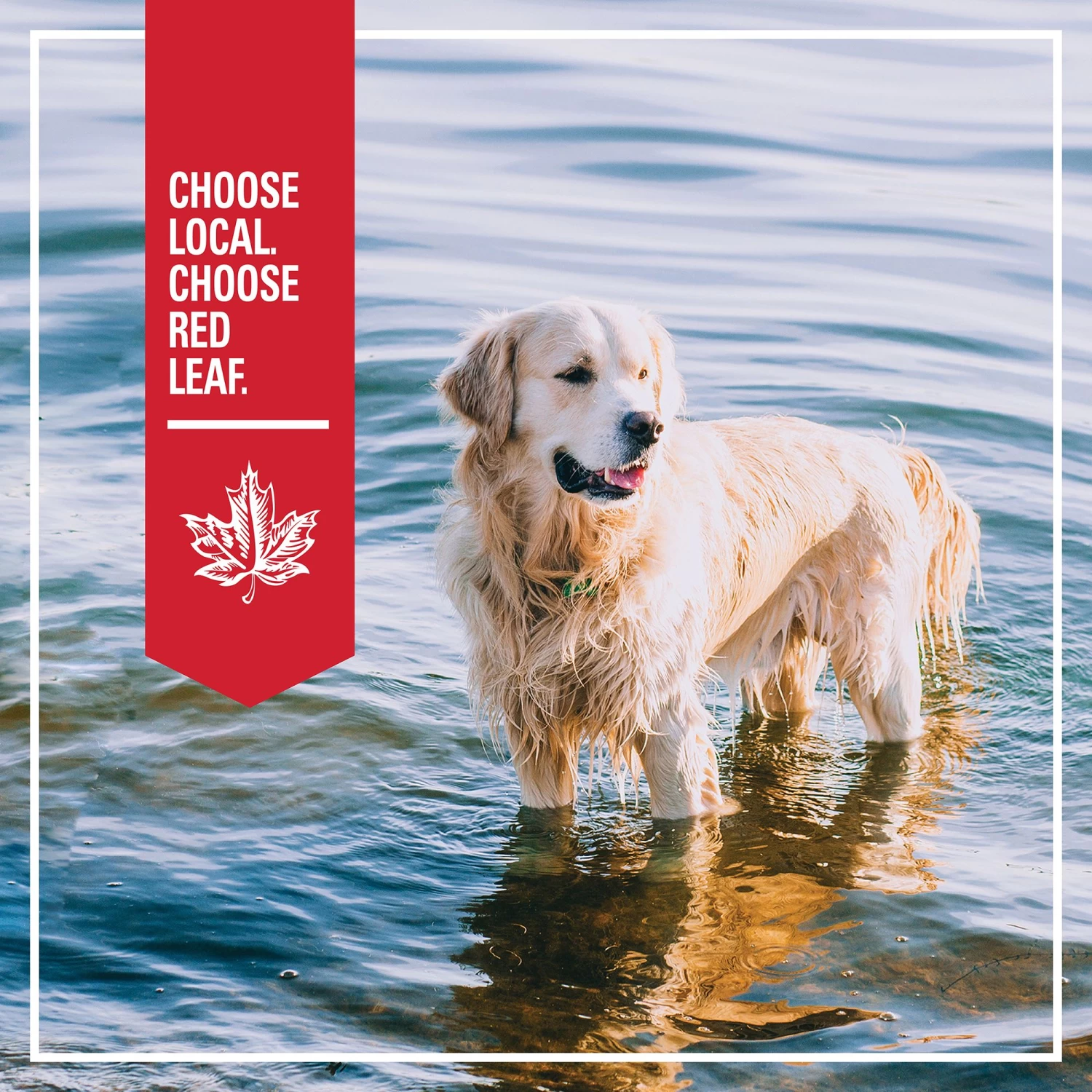 Red Leaf Grain Free Dry Dog Food - Ocean Fish, Omega Fatty Acids 6 Red Leaf Grain Free Dry Dog Food - Ocean Fish, Omega Fatty Acids - Image 6