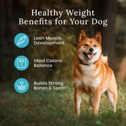 Blue Buffalo® Wilderness™ Adult Dry Dog Food - Natural, High Protein, Wholesome Grains, Chicke -Pet Essentials Shop 5339251 alt4