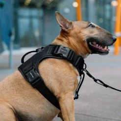 Canada Pooch Complete Control Dog Harness - Black -Pet Essentials Shop 5339501 alt4