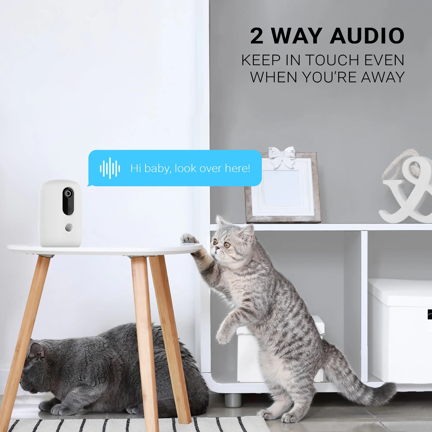 Instachew Purechew Snack Treat Dispenser For Cats And Dogs 6 Instachew Purechew Snack Treat Dispenser For Cats And Dogs - Image 6