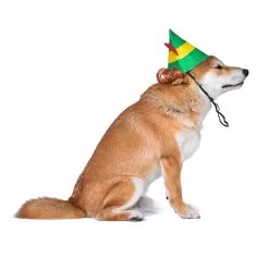Elf Holiday "Buddy" Elf Dog Hat -Pet Essentials Shop 5344747 alt2