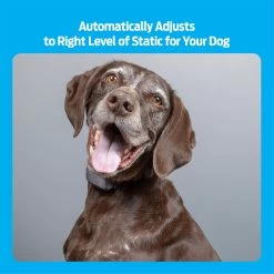 Premier® Premier Pet Rechargeable Bark Collar 11 Premier® Premier Pet Rechargeable Bark Collar -Pet Essentials Shop 5345962 alt3