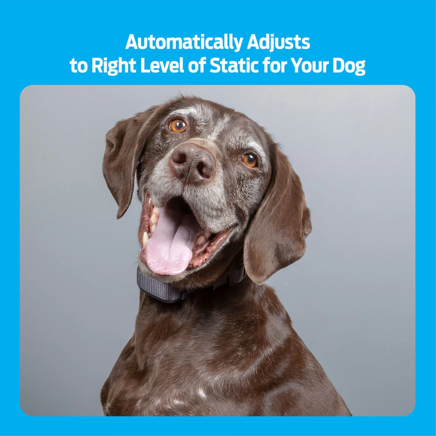 Premier® Premier Pet Rechargeable Bark Collar 4 Premier® Premier Pet Rechargeable Bark Collar - Image 4