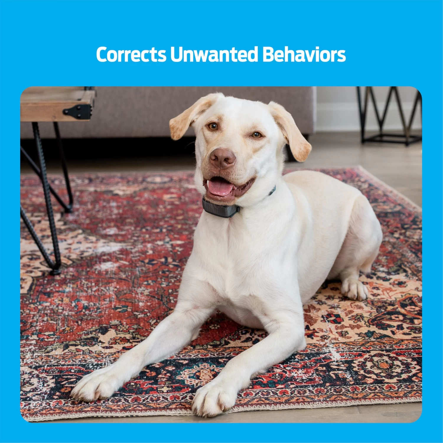 Premier® PREMIER PET REMOTE TRAINER - 300 YARD 2 Premier® PREMIER PET REMOTE TRAINER - 300 YARD - Image 2