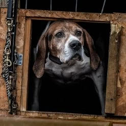 SPORTDOG 3 MODE BARK COLLAR -Pet Essentials Shop 5345977 alt6