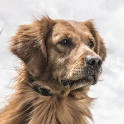 SPORTDOG STUBBON DOG REMOTE TRAINER - 100 YARDS -Pet Essentials Shop 5345978 alt3